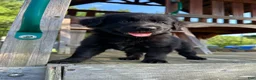 Golden Shepherd dogs for sale: Koda  - Ad 2