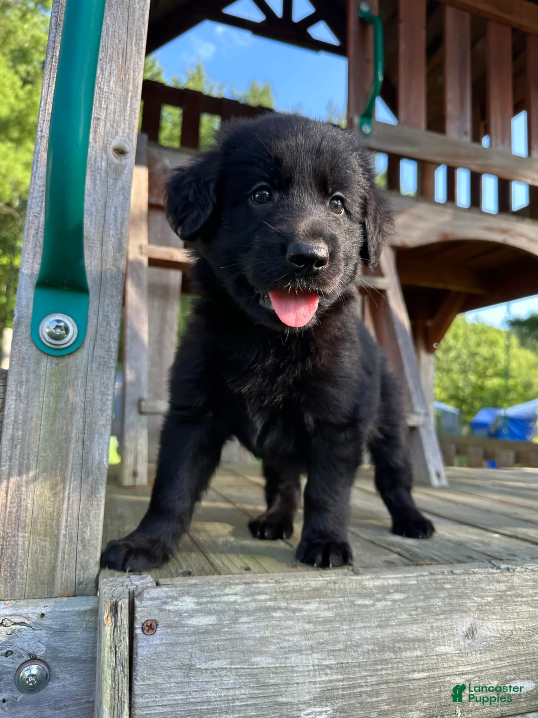 Golden Shepherd dogs for sale: Koda  - Ad 2