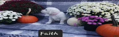Faith 