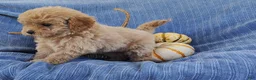 Mixed Breed dogs for sale: Snickers  - Ad 4