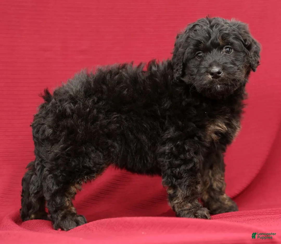 Mini Bernedoodle dogs for sale: Russ - Ad 5