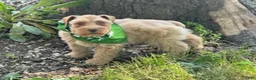Schnauzer dogs for sale: Summer - Ad 3