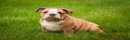 Mixed Breed dogs for sale: Dream Victorian Bulldog - Ad 1