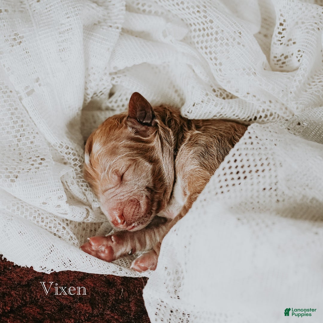 Standard Poodle dogs for sale: Vixen - Ad 1