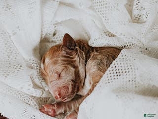 Standard Poodle dogs Vixen - Ad 19