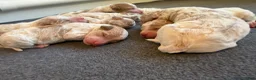 Standard Poodle dogs for sale: Spain - Ad 5