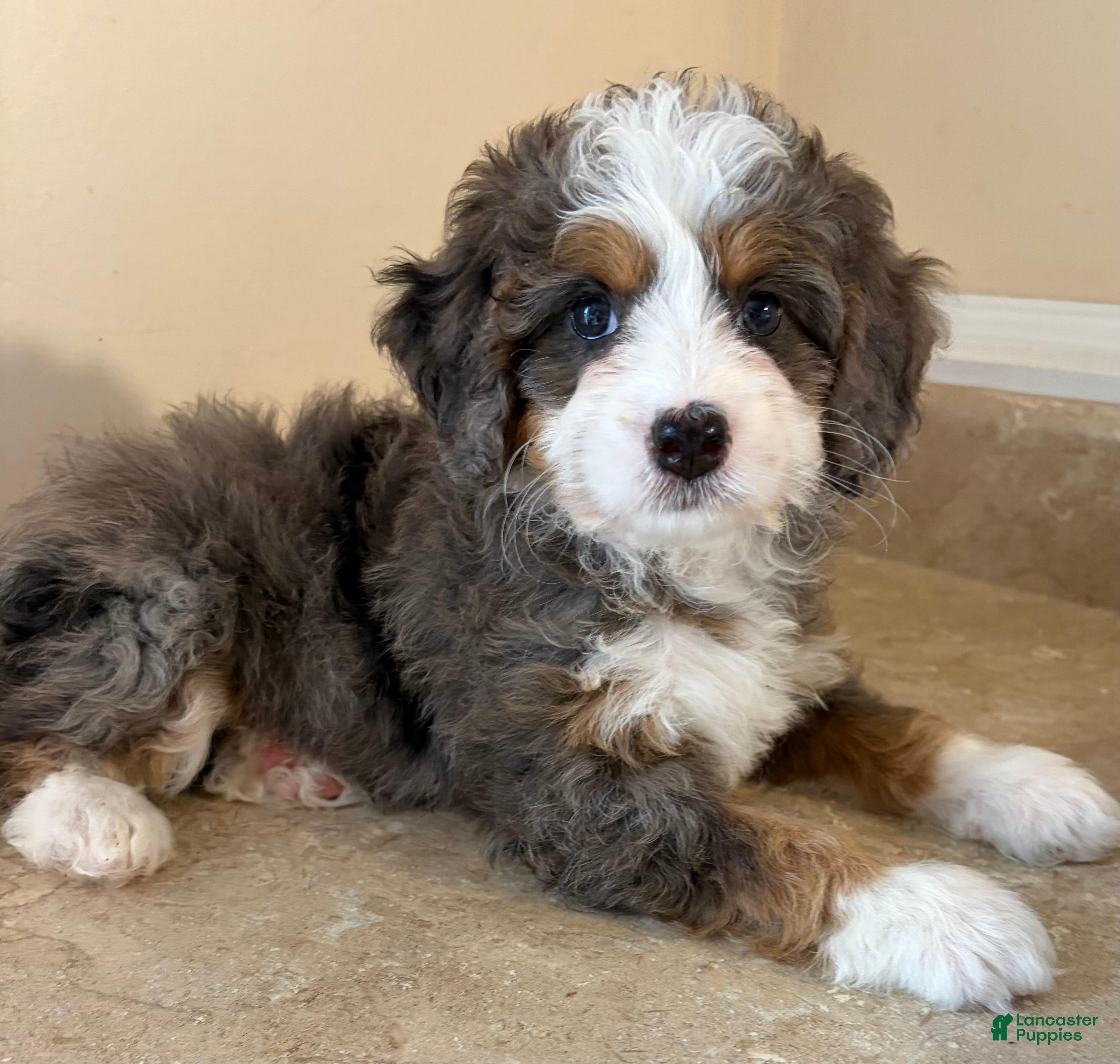 Mini Bernedoodle dogs 💚IN BOSTON MASSACHUSETTS AREA💚TINY BLUE MERLE TRI COLOR💚MINI BERNEDOODLE💚 - Ad 2