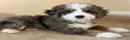 Mini Bernedoodle dogs for sale: 💚IN BOSTON MASSACHUSETTS AREA💚TINY BLUE MERLE TRI COLOR💚MINI BERNEDOODLE💚 - Ad 2
