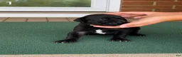 Great Dane dogs for sale: Male  - Ad 3