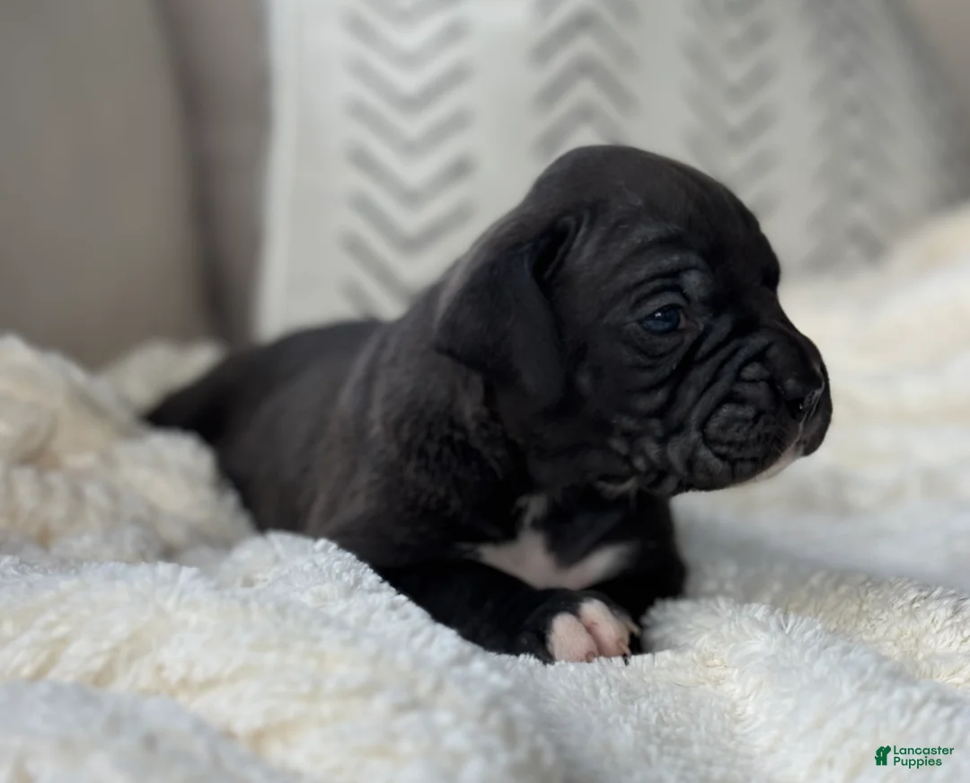 Boxer dogs for sale: Hunter - Ad 1