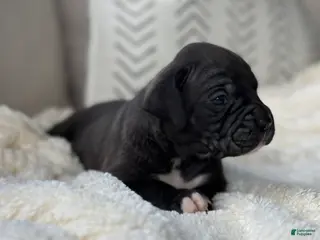 Boxer dogs for sale: Hunter - Ad 2