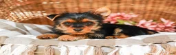 Yorkshire Terrier dogs for sale: Marley - Ad 3