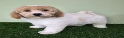 Miniature Poodle dogs for sale: Ferrari - Ad 5