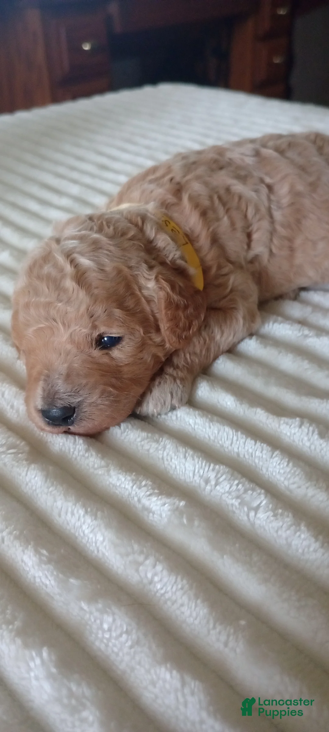 Mini Goldendoodle dogs for sale: Mr. Lester - Ad 3
