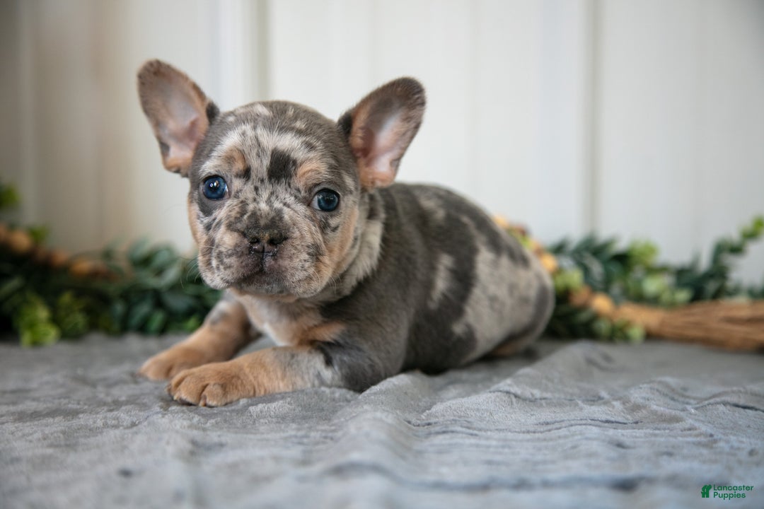 Mixed Breed dogs for sale: Max - Ad 1