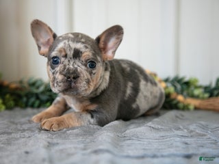 Mixed Breed dogs Max - Ad 13