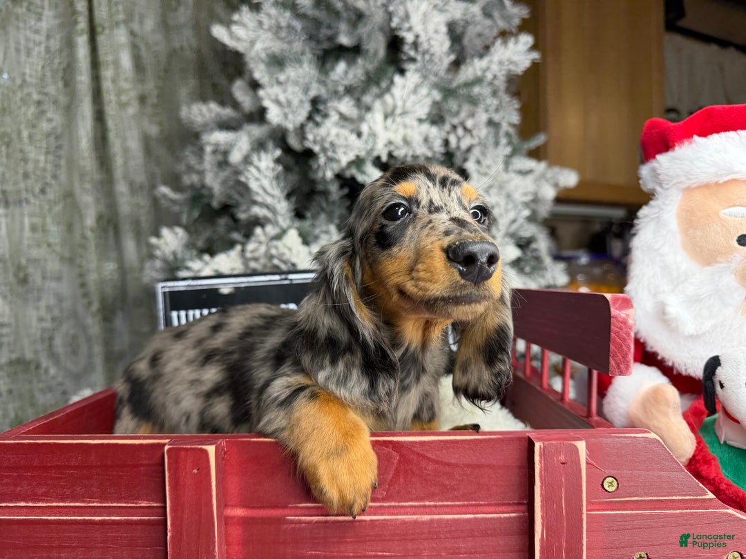 Dachshund dogs for sale: Ch Harriet LH dappleAkc - Ad 31