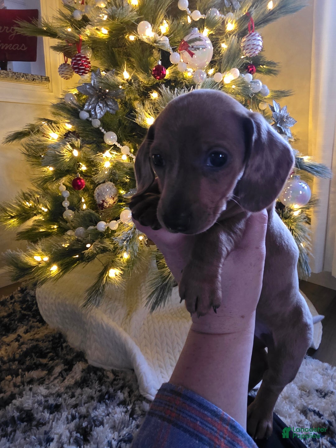Miniature Dachshund dogs for sale: Annabelle - Ad 2