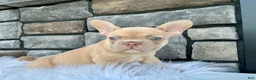 French Bulldog dogs for sale: Izzy - Ad 3