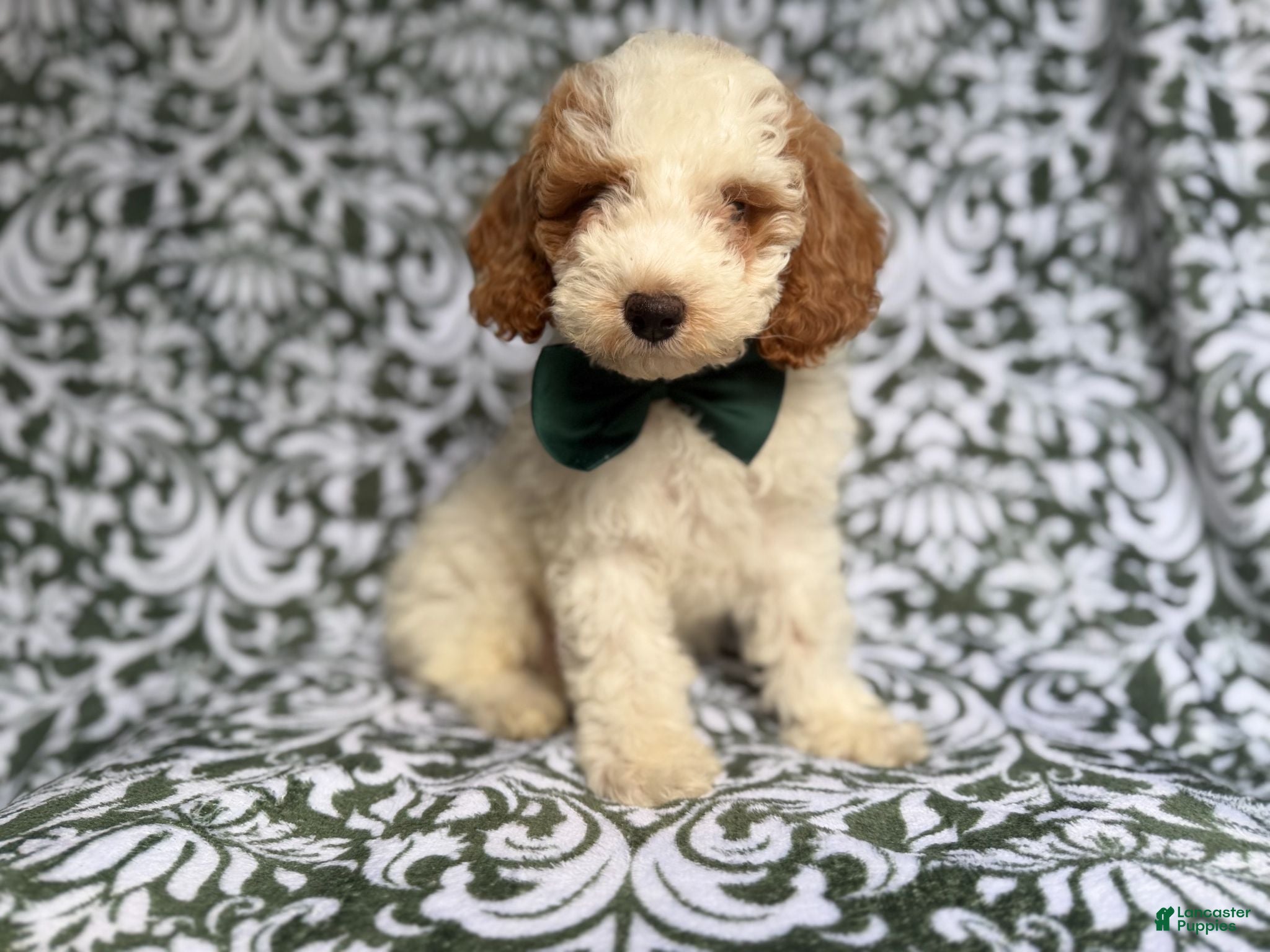 Cockapoo dogs Jax - Ad 9