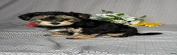 Yochon dogs for sale: Nora - Ad 2