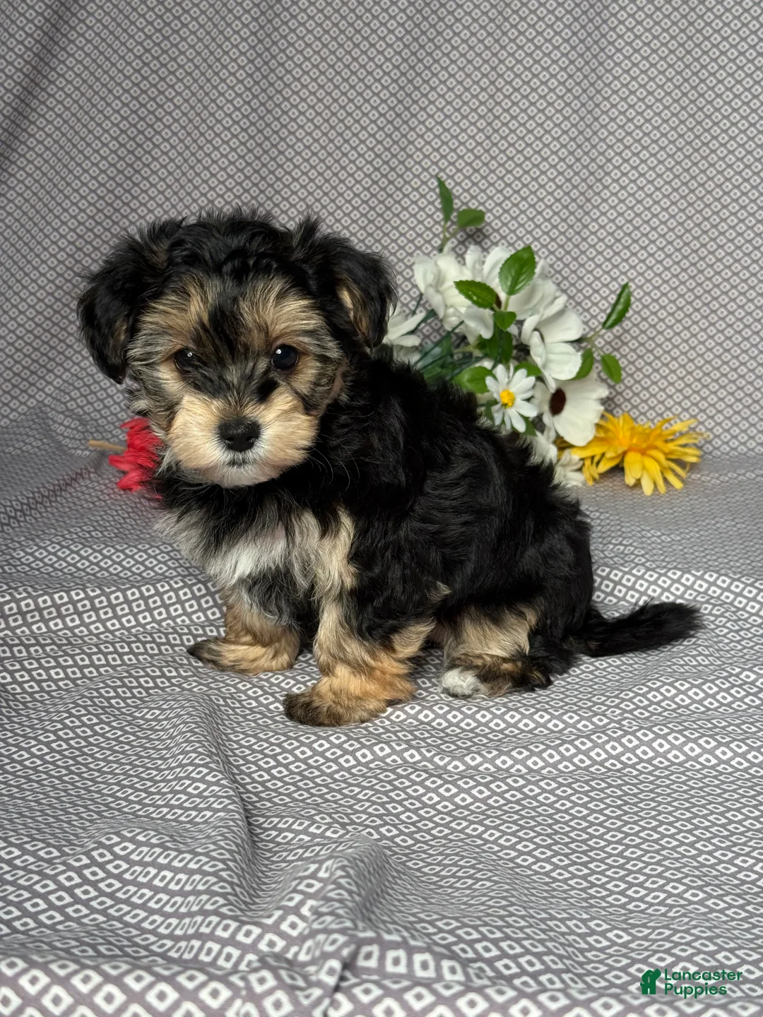 Yochon dogs for sale: Nora - Ad 2