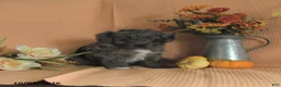 Mini Aussiedoodle dogs for sale: Lola - Ad 2