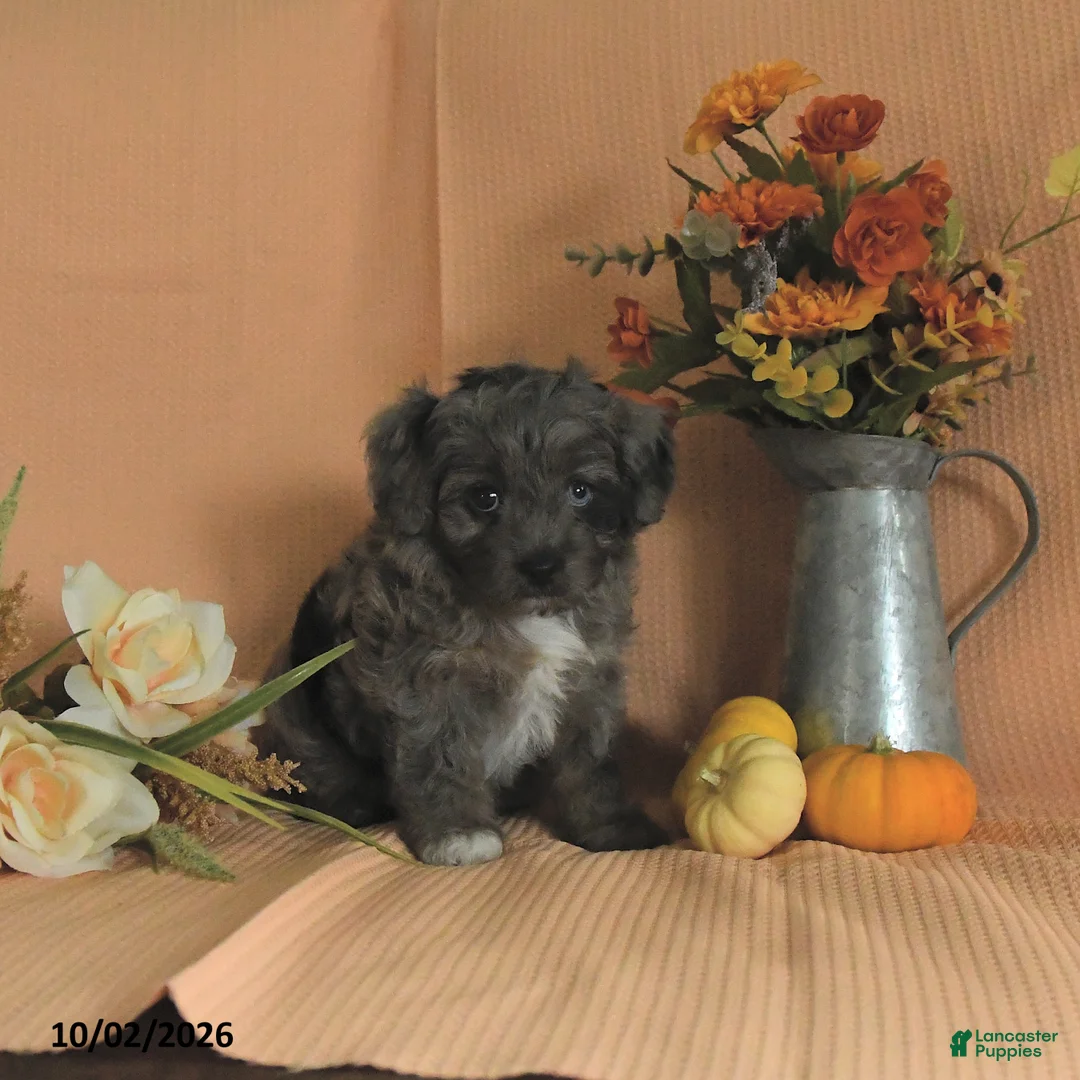 Mini Aussiedoodle dogs for sale: Lola - Ad 2