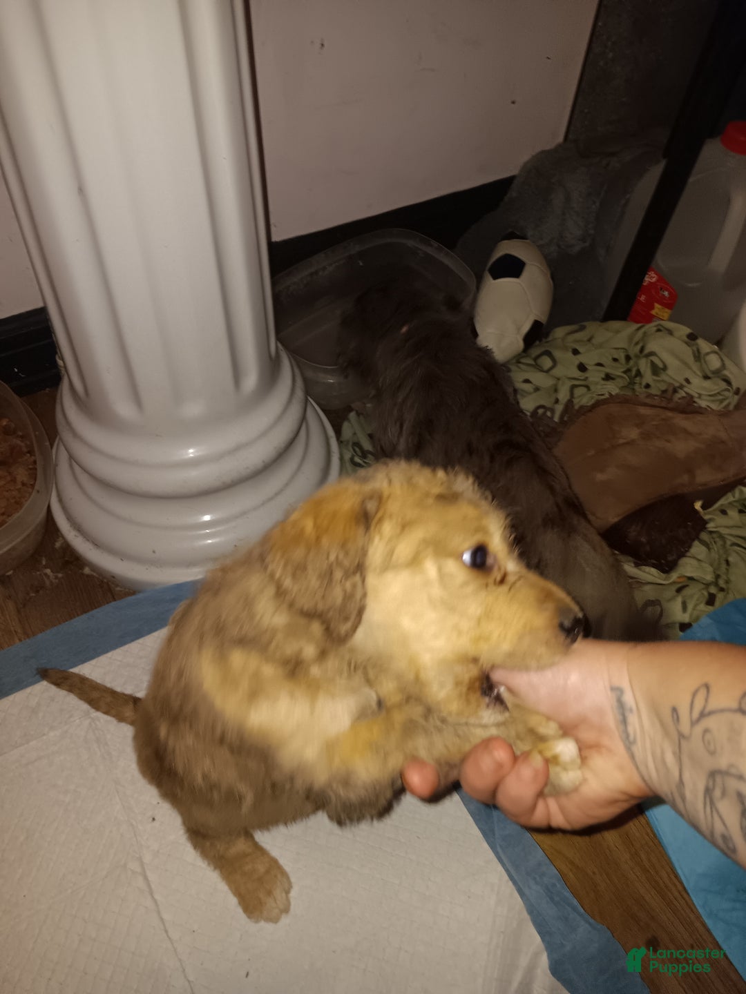 Labradoodle dogs for sale: Creamy mae - Ad 17