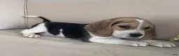 Beagle dogs for sale: Male 1 - Ad 3