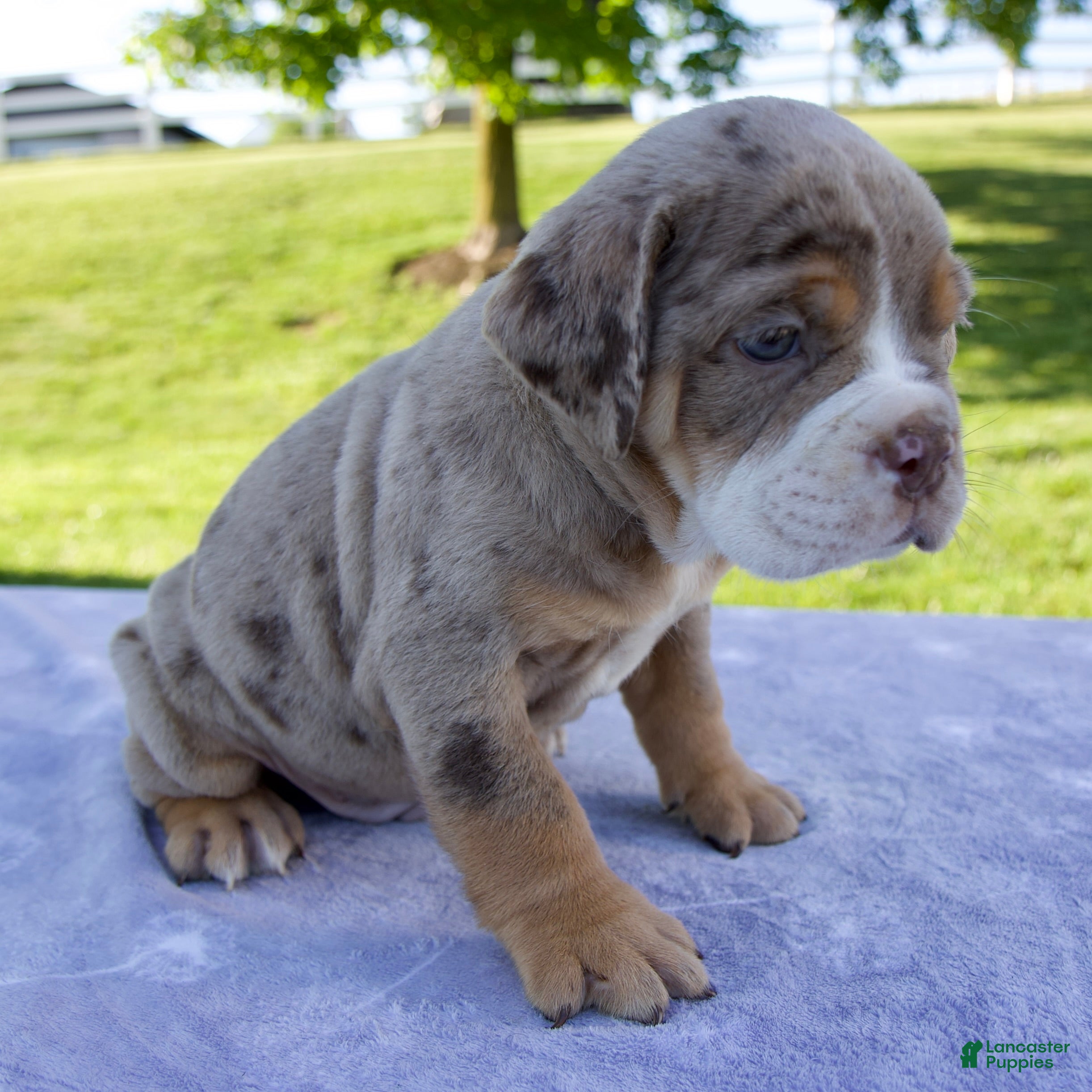 Beabull dogs Toby - Ad 2