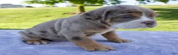 Beabull dogs for sale: Toby - Ad 2