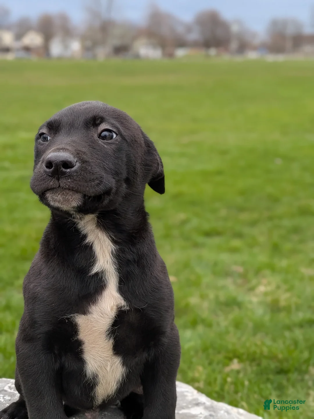 Mixed Breed dogs for sale: Mixed Breed Puppy 1 - Ad 1