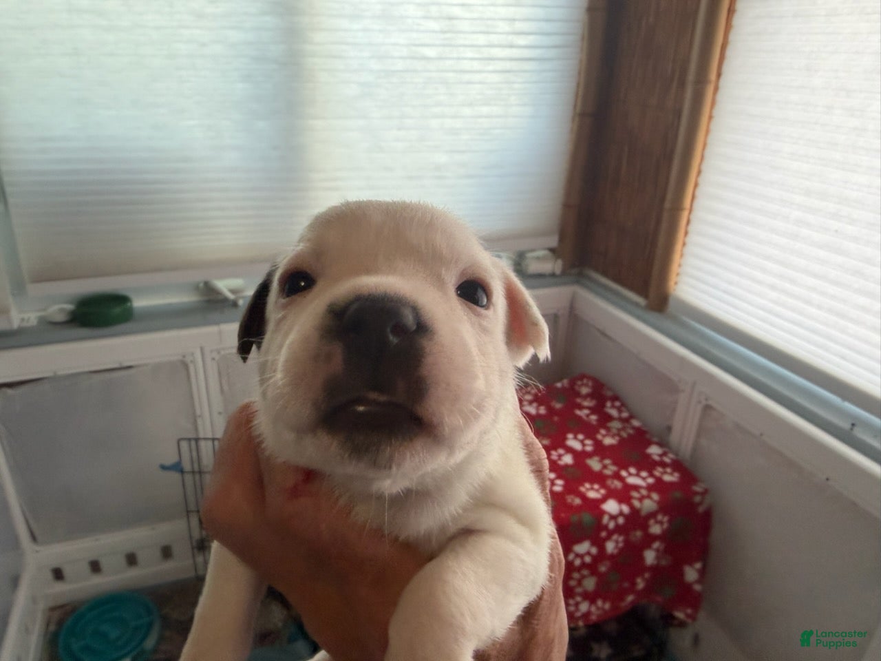 Staffordshire Bull Terrier dogs Elsa - Ad 1