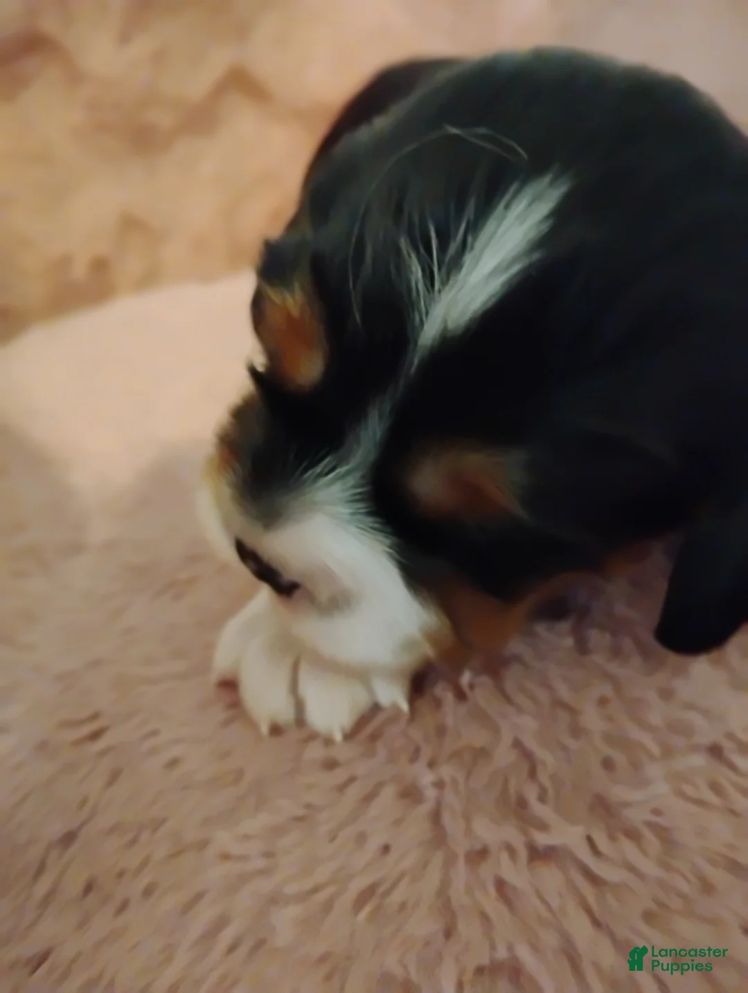 Cavalier King Charles Spaniel dogs for sale: Jax - Ad 2