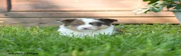 Miniature Australian Shepherd dogs for sale: Grover - Ad 3