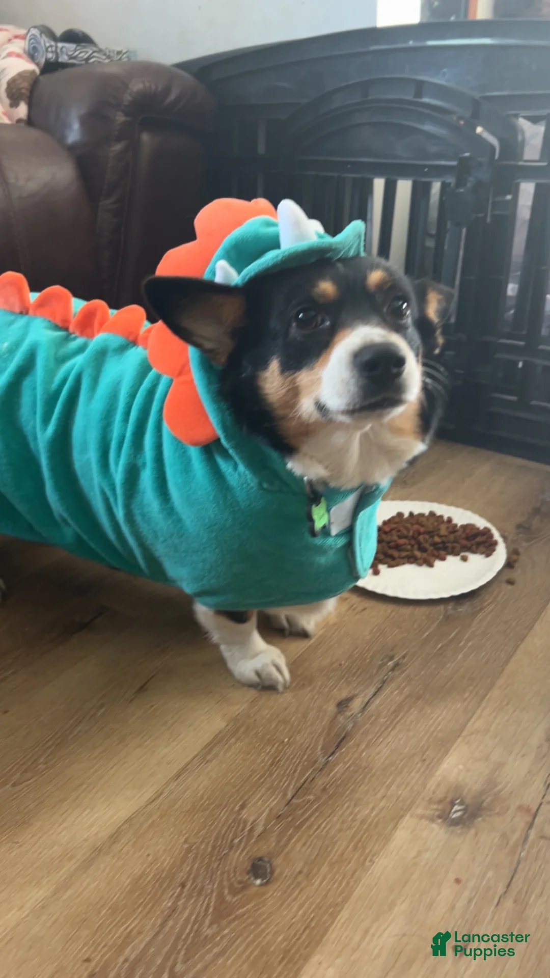 Mixed Breed dogs for sale: Bella - Ad 4