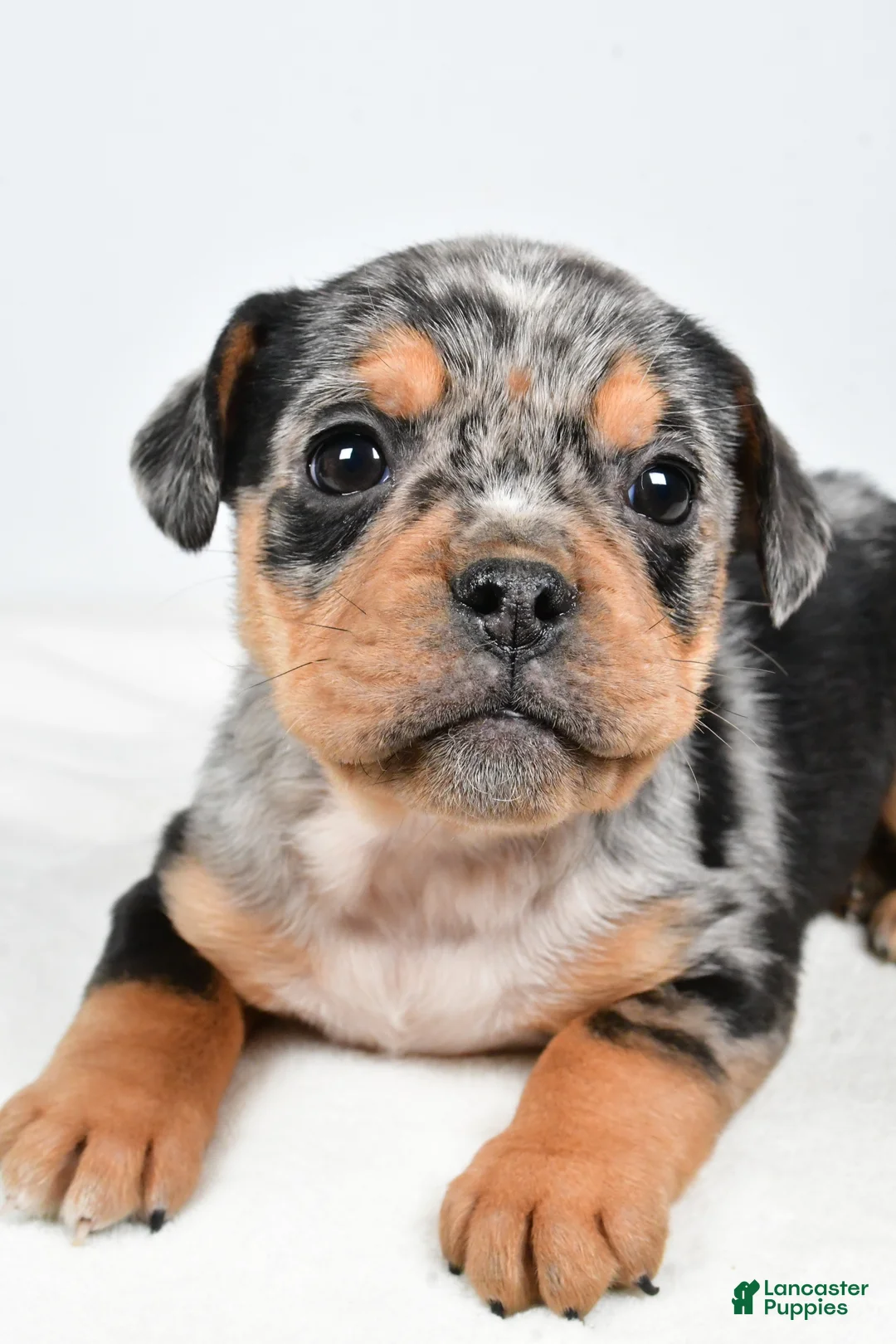 Beabull dogs for sale: Lyndsey - Ad 4