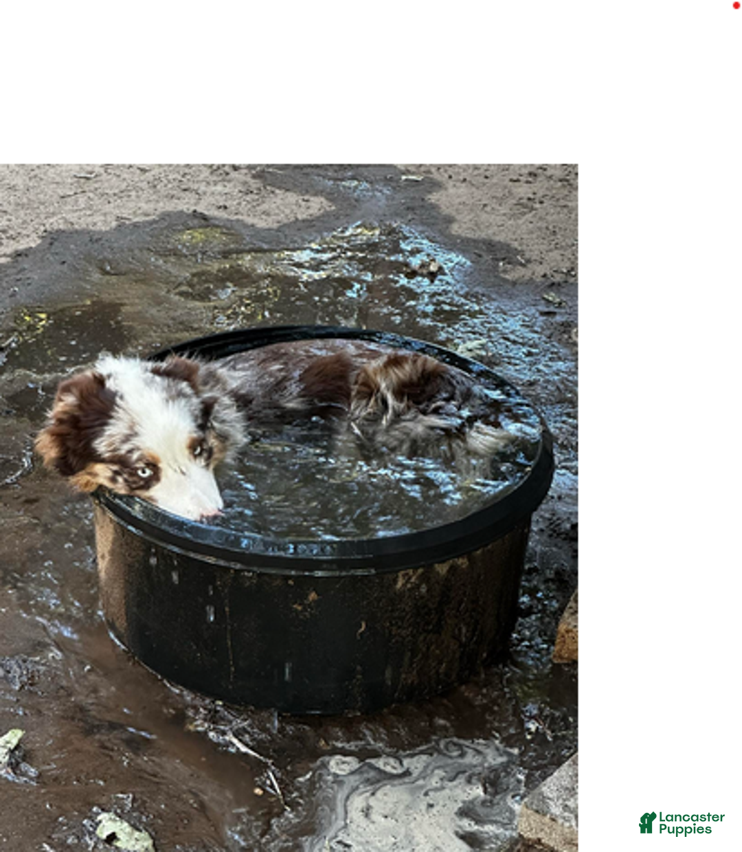 Miniature Australian Shepherd dogs for sale: Ruby - Ad 4