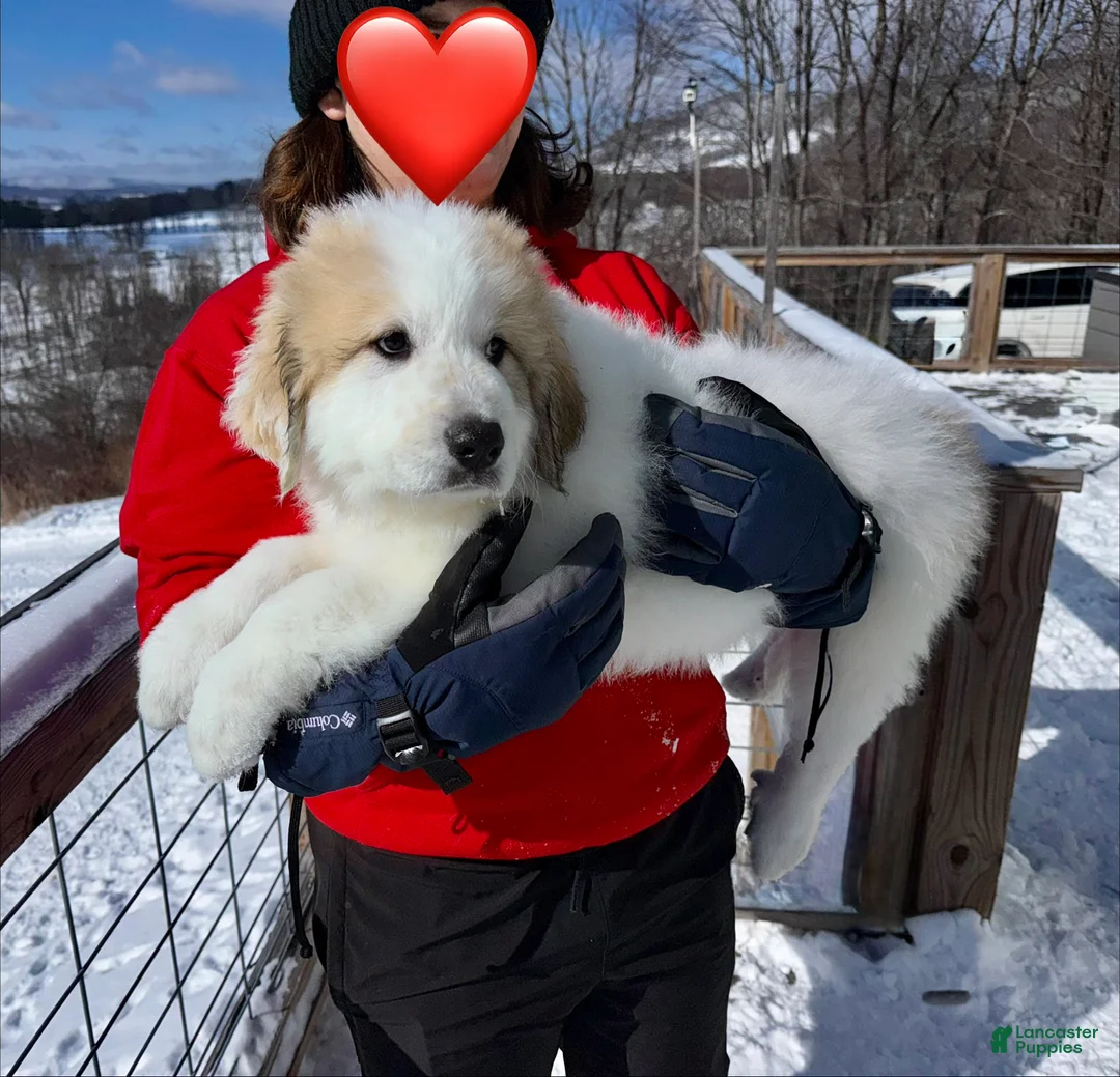 Great Pyrenees dogs for sale: Great Pyrenees Puppy 4 - Ad 1