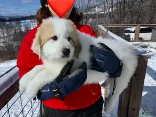 Great Pyrenees dogs Great Pyrenees Puppy 4 - Ad 17