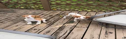 Brittany Spaniel dogs for sale: Mozzy  - Ad 3