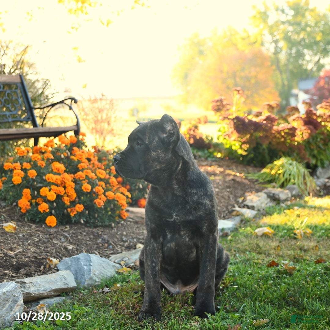 Cane Corso dogs for sale: Lance  - Ad 3