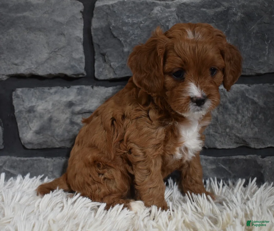 Cavapoo dogs for sale: Paige - Ad 3