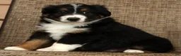 Miniature Australian Shepherd dogs for sale: Flash - Ad 8