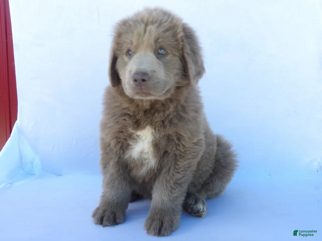 Newfoundland dogs for sale: Willow - Ad 1