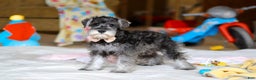 Miniature Schnauzer dogs for sale: Charity - Ad 6