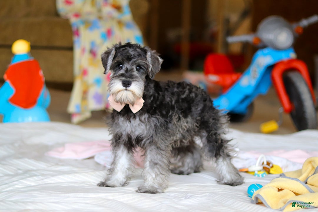 Miniature Schnauzer dogs for sale: Charity - Ad 6