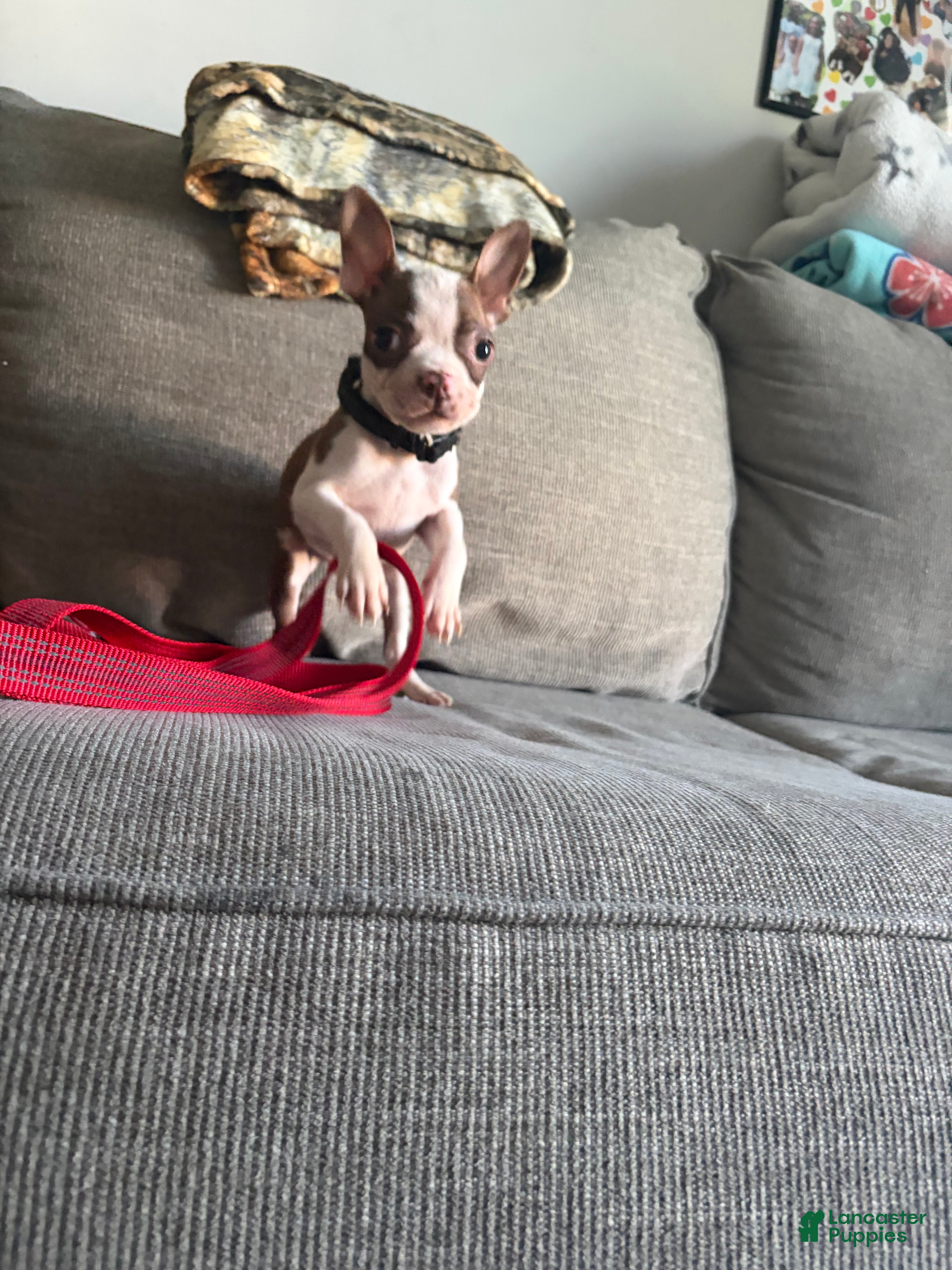 Boston Terrier dogs Boston Terrier 1 - Ad 1