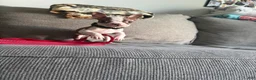 Boston Terrier dogs for sale: Boston Terrier 1 - Ad 1